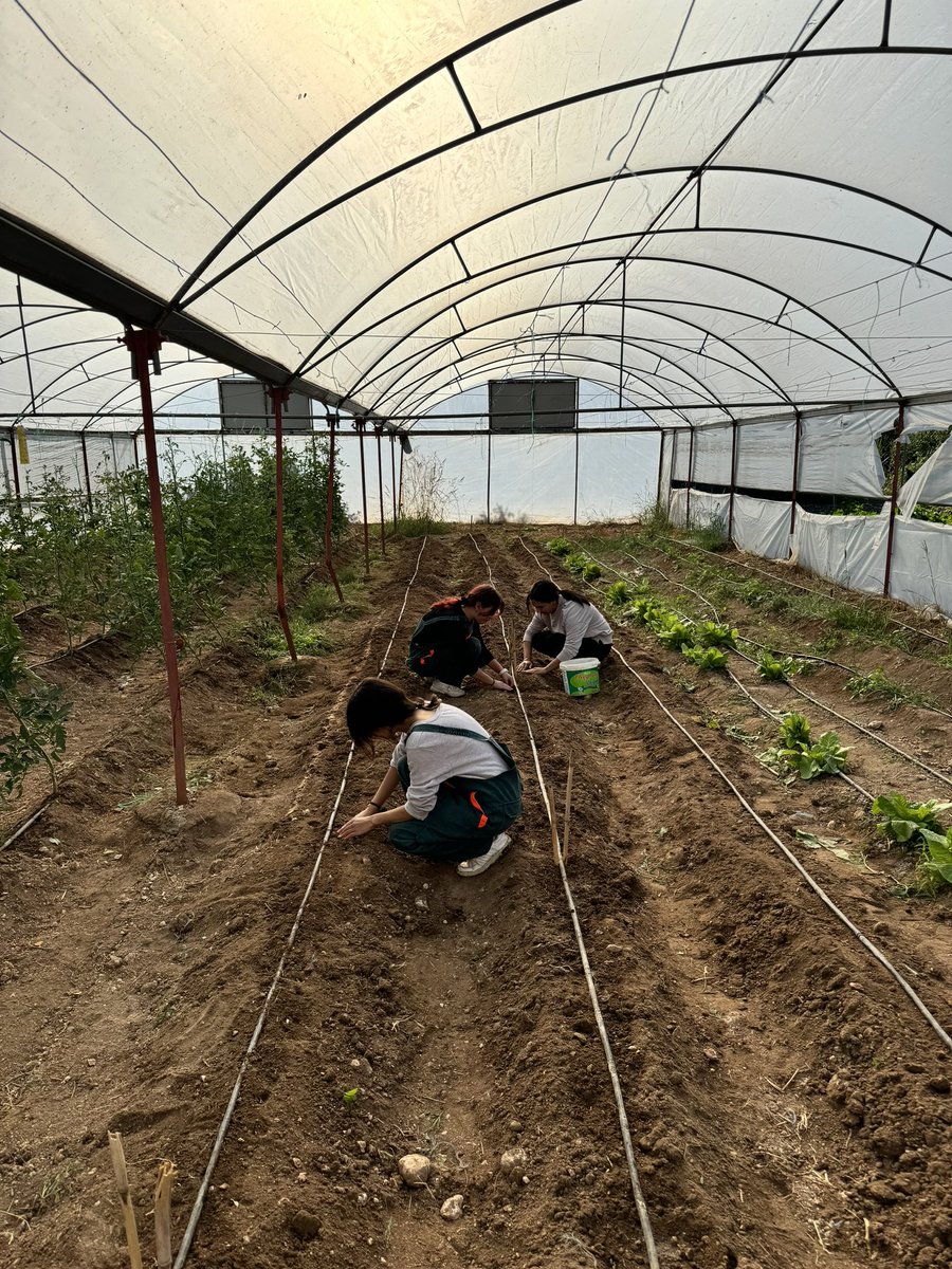 pyucesoy's tweet photo. ERDEMLİ TARIM MTAL öğrencileri yeni denemeler peşinde.. 👩🏻‍🌾🧑🏻‍🌾
Coğrafi işaret belgeli Kastamonu Taşköprü Sarımsağı dikim işlemlerini gerçekleştirdik. 🧄🧄🧄
Bakalım sonuçlar nasıl olacak🤩
@MersinMEM @erdemli_mem @MersinMesleki @MeslegimHayatim https://t.co/WhTjFmLBFW