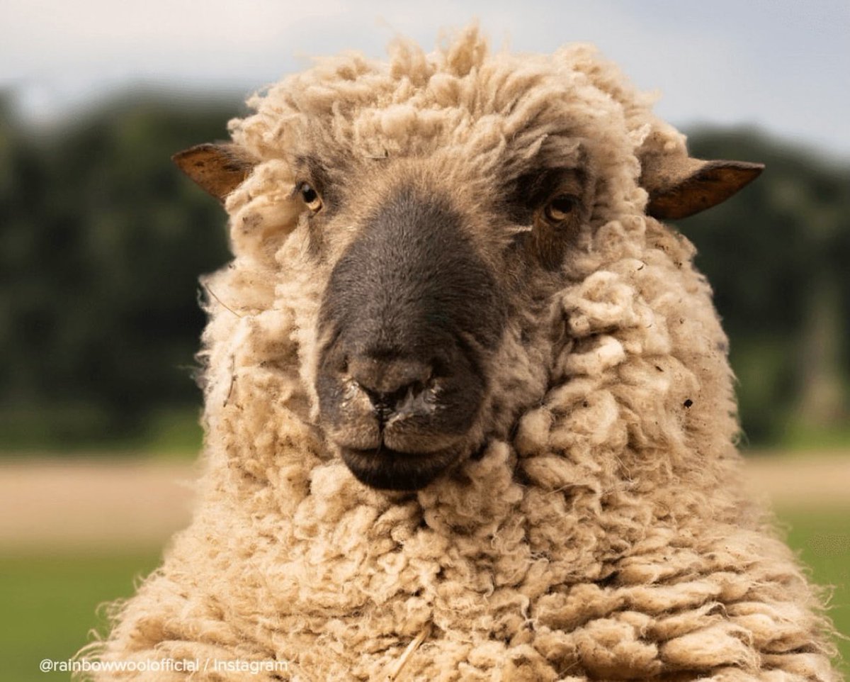 Ольга🇩🇪💛💙Безумцы➡️мимо tweet media