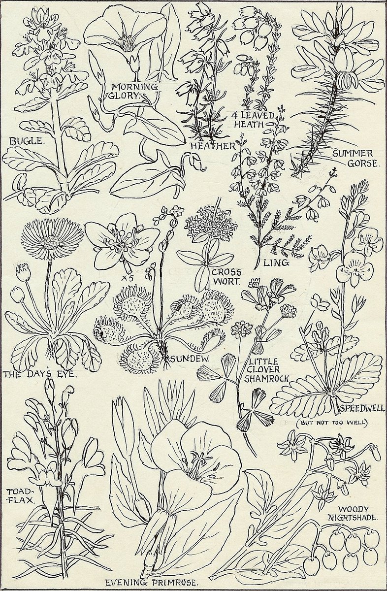 CropShots's tweet image. Reverend Keble Martin, author of 'The Concise British Flora in Colour', died 55 years ago today. This is a monograph he produced for the front cover of 'The Woodbury News'  woodbury-wide-awake.co.uk/about #botany #wildflowers