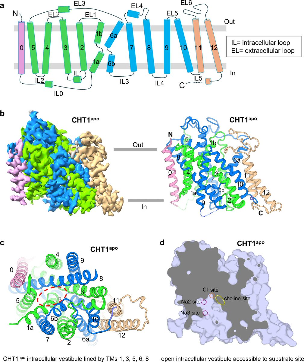 Structural mechanisms of human sodium-coupled high-affinity choline transporter CHT1 | Cell Discov 

doi.org/10.1038/s41421…