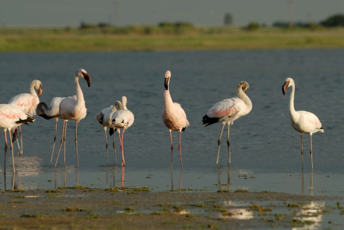 SA Biodiversity tweet media