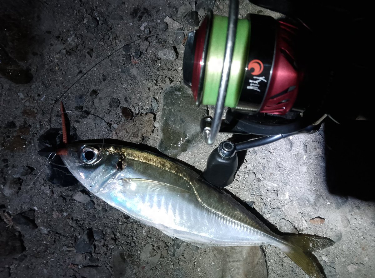 つるつる (@turuturufishing) on Twitter photo 