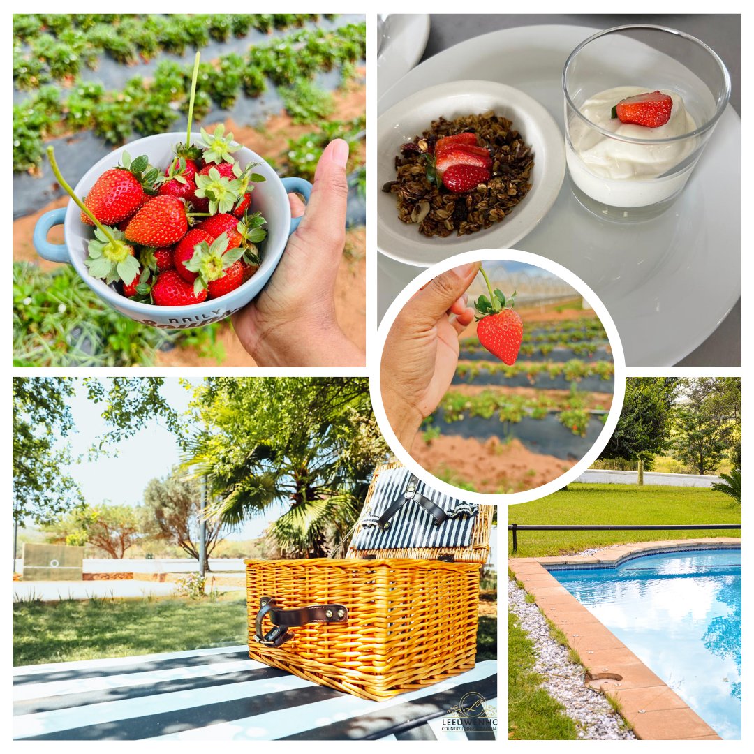 Fresh strawberries, sunny vibes, and serene outdoor moments! Pick, savor, and relax with farm-fresh treats and picnic bliss. 🌳☀️

 #StrawberryPicking #FarmLife #NatureEscape