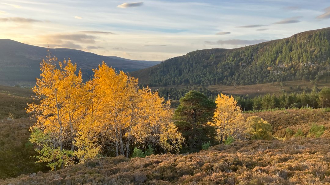 Mar Lodge Estate National Nature Reserve NTS tweet media