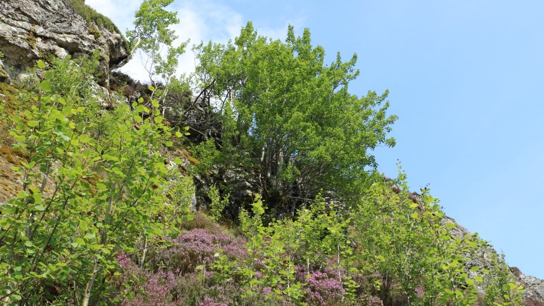 Mar Lodge Estate National Nature Reserve NTS tweet media