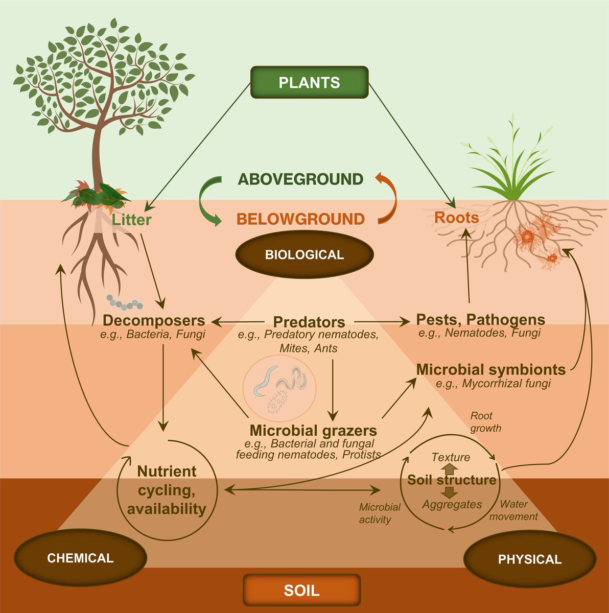 Abiotic stress in plants (Green Survivors) (@abioticstress) on Twitter photo Review by Raupp et al. <a href="/westernsydneyu/">Western Sydney University</a> <a href="/CropGlobal/">Global Sustainable Agriculture & Environment</a> <a href="/WileyGlobal/">Wiley</a> <a href="/WileyEcolEvol/">Wiley Ecology & Evolution</a>
#Soil Health to Enhance #Ecological Restoration and #Conservation
onlinelibrary.wiley.com/doi/full/10.10…
#PlantSci <a href="/EcologicalAR/">Ecological Agriculture Research</a> <a href="/ESA_org/">Ecological Society</a> <a href="/ykuzyakov/">Yakov Kuzyakov . . . priming Soil Science</a> <a href="/soil_health_guy/">Surendra Singh</a> <a href="/soilconservebih/">Directorate of Soil Conservation, Govt of Bihar</a> <a href="/SoilScienceAust/">Soil Science Australia</a> <a href="/SoilsClimate/">Soils and Climate Change Group</a> Review by Raupp et al. <a href="/westernsydneyu/">Western Sydney University</a> <a href="/CropGlobal/">Global Sustainable Agriculture & Environment</a> <a href="/WileyGlobal/">Wiley</a> <a href="/WileyEcolEvol/">Wiley Ecology & Evolution</a>
#Soil Health to Enhance #Ecological Restoration and #Conservation
onlinelibrary.wiley.com/doi/full/10.10…
#PlantSci <a href="/EcologicalAR/">Ecological Agriculture Research</a> <a href="/ESA_org/">Ecological Society</a> <a href="/ykuzyakov/">Yakov Kuzyakov . . . priming Soil Science</a> <a href="/soil_health_guy/">Surendra Singh</a> <a href="/soilconservebih/">Directorate of Soil Conservation, Govt of Bihar</a> <a href="/SoilScienceAust/">Soil Science Australia</a> <a href="/SoilsClimate/">Soils and Climate Change Group</a>
