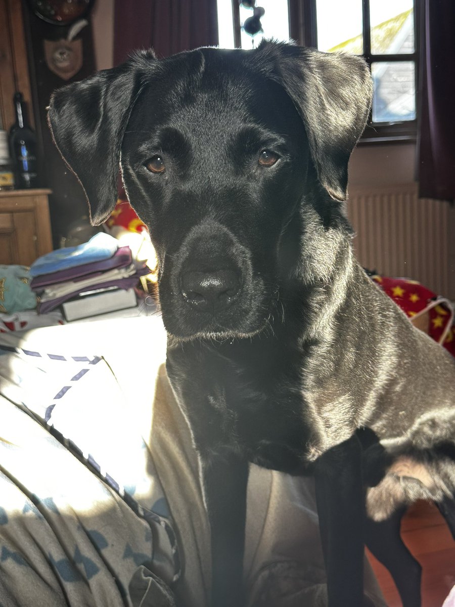 Jack is ready for his Reiki session. Reiki is ongoing for Lily and distance Reiki for many others. Hope it helps them all. 💜🙌🏻🐾🐾🙌🏻💙 #reiki #healing #time #animalreiki #reikiforanimals #labradorretriever #cat #family #friends #love #blacklabsofinstagram #blacklabsquad
