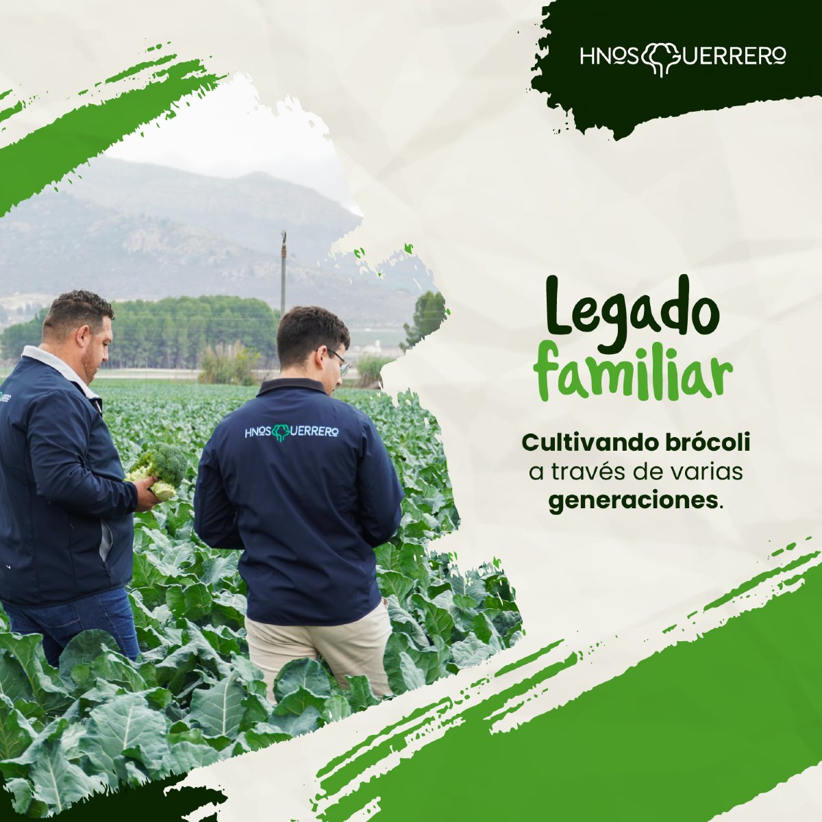 HnosGuerrero's tweet photo. 💫 En Hermanos Guerrero, detrás de cada brócoli hay más de 30 años de tradición familiar, esfuerzo y dedicación. Cultivamos con el mismo cariño y respeto por la tierra que nos ha caracterizado desde el principio. 

#HnosGuerrero #HermanosGuerrero #Brócoli #Tradición https://t.co/3sRHyVKYKr