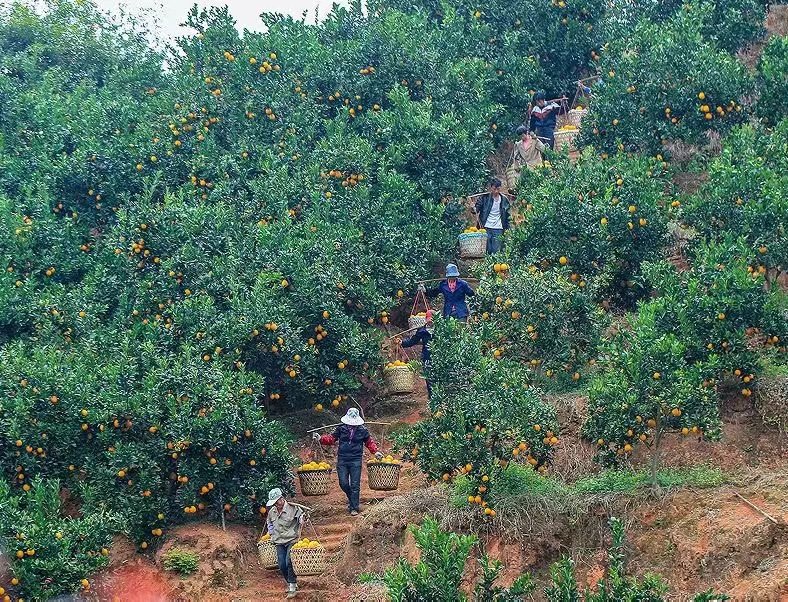 never1566562's tweet image. 贛南臍橙大豐收