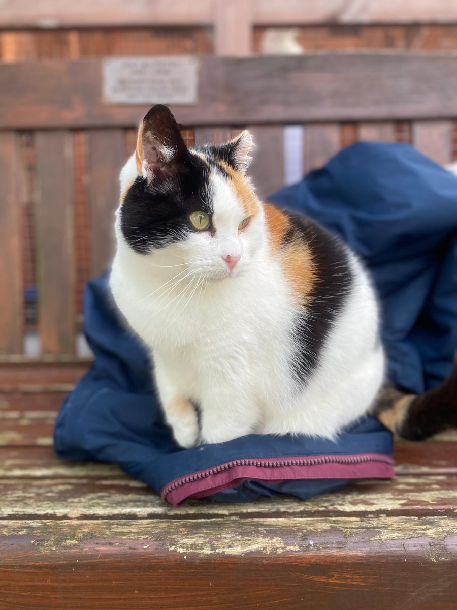 ShropsCatRescue's tweet photo. #GivingTuesday ~ Dear Annwyn would like to thank you all for keeping Sam (sponsorship sec) busy with the various sponsorships ~ The Shelter, Village, Nursery ~ me, Titch, Morris & Freerangers. An ideal gift #Xmas & other times.😽💓 #helpmakeadifference
https://t.co/CZp1gPdlOS https://t.co/Ec4bwq0w4Y