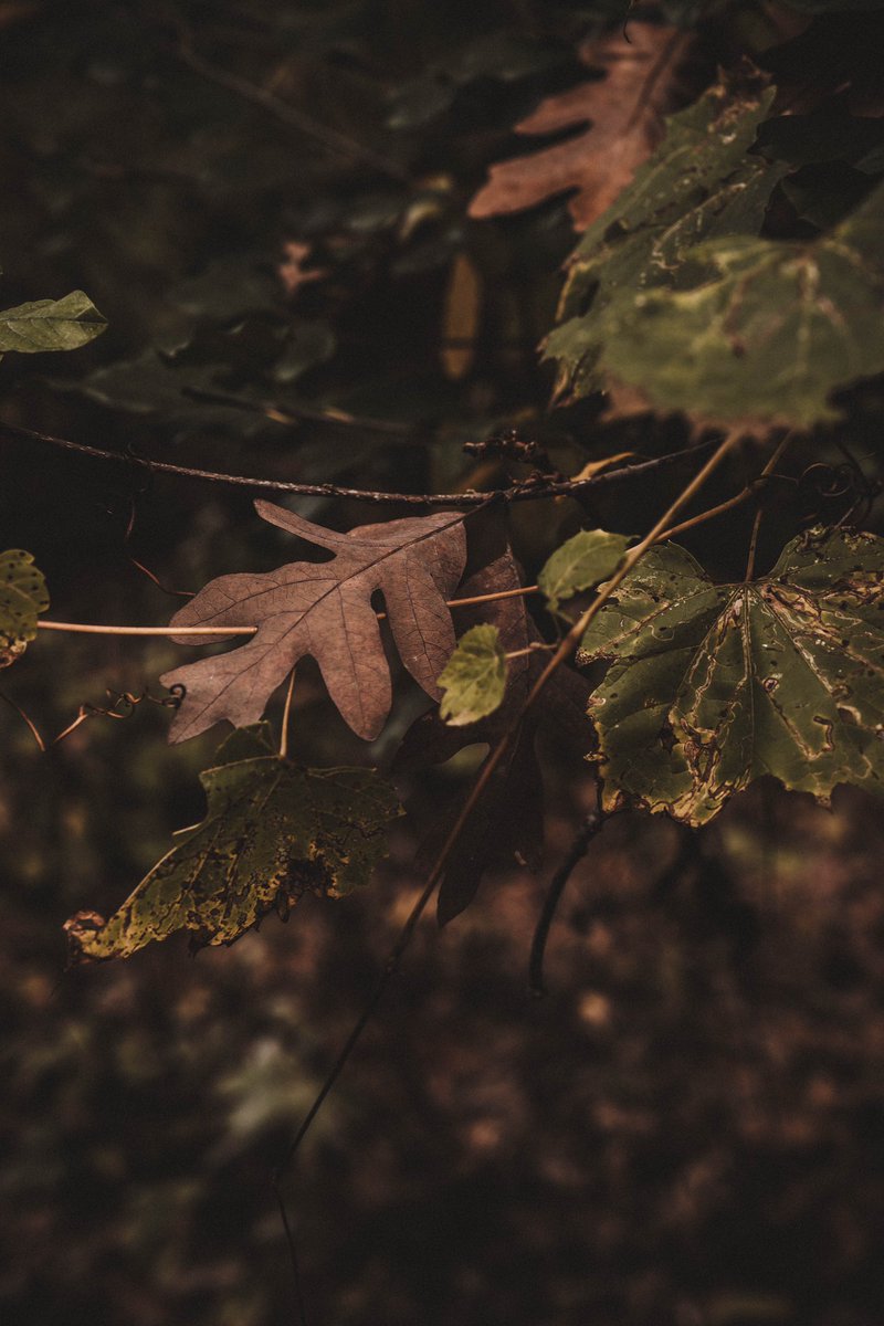 JesseCanady27's tweet image. Winter &amp;gt; Spring &amp;gt; Summer &amp;gt; Fall