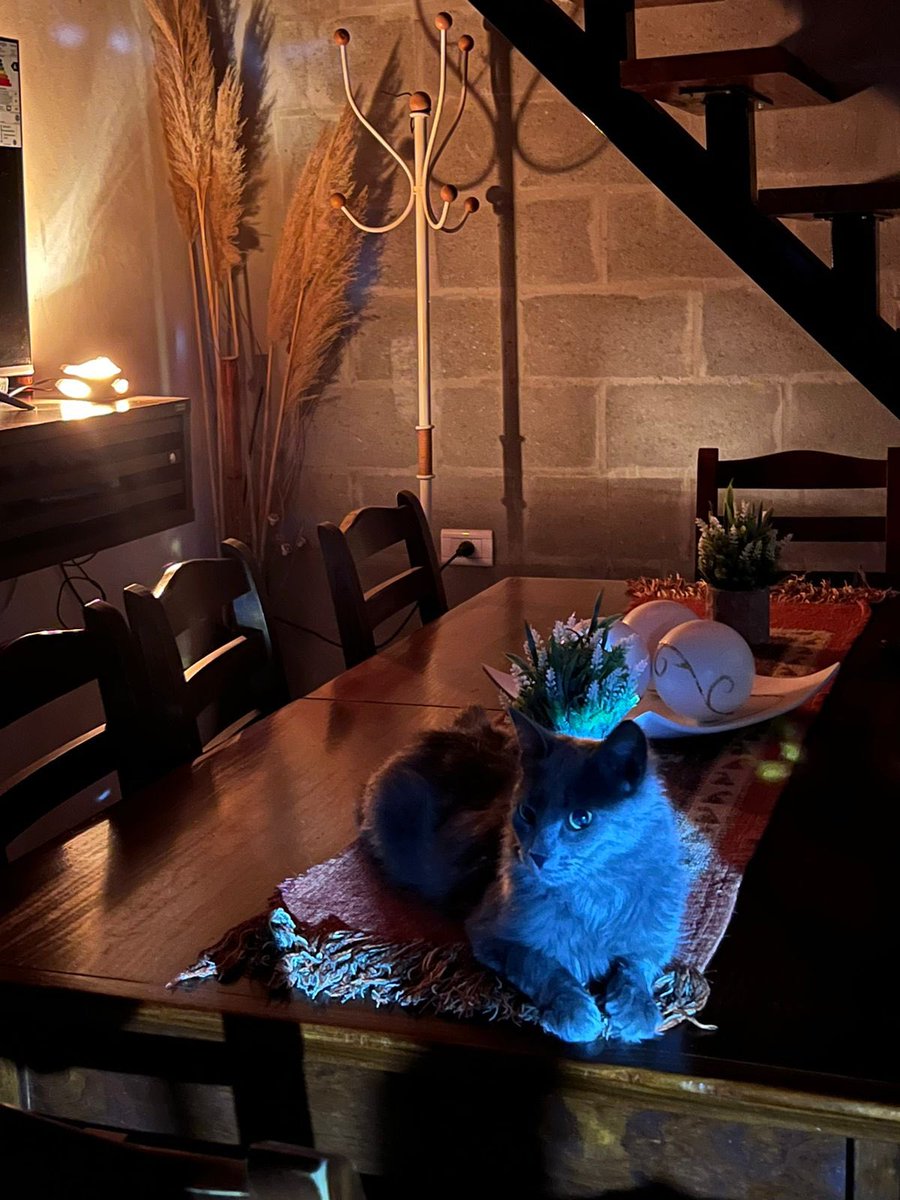 Mi lugar favorito 🏠🐈👩🏼‍🤝‍👨🏽🫶🏻