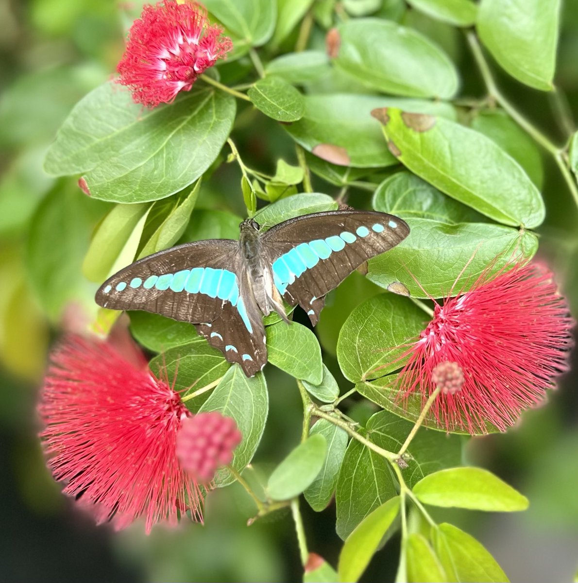 I will be tapping out of here soon. Now enjoying the community on Bluesky

<a href="/fad1/">fad</a>.bsky.social