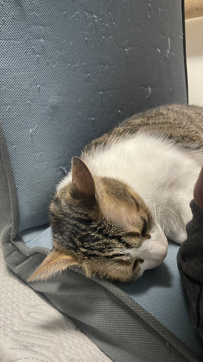 Mimura_Ranmaru's tweet photo. 別に良いんだけど、そこ居心地悪くないですか？w
#猫 #猫のいる生活 #猫好きさんと繋がりたい #猫がいる幸せ https://t.co/7VA4JdmSLO
