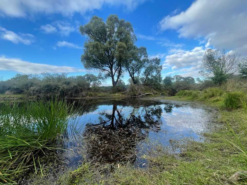 In Gippsland, on Gunaikurnai Country, you can still find rare and beautiful chain of ponds ecosystems. They’re an essential part of landscape and home to threatened fish species. We protected this particular pond through our Revolving Fund. Find out more: trustfornature.org.au/covenantor/tri…