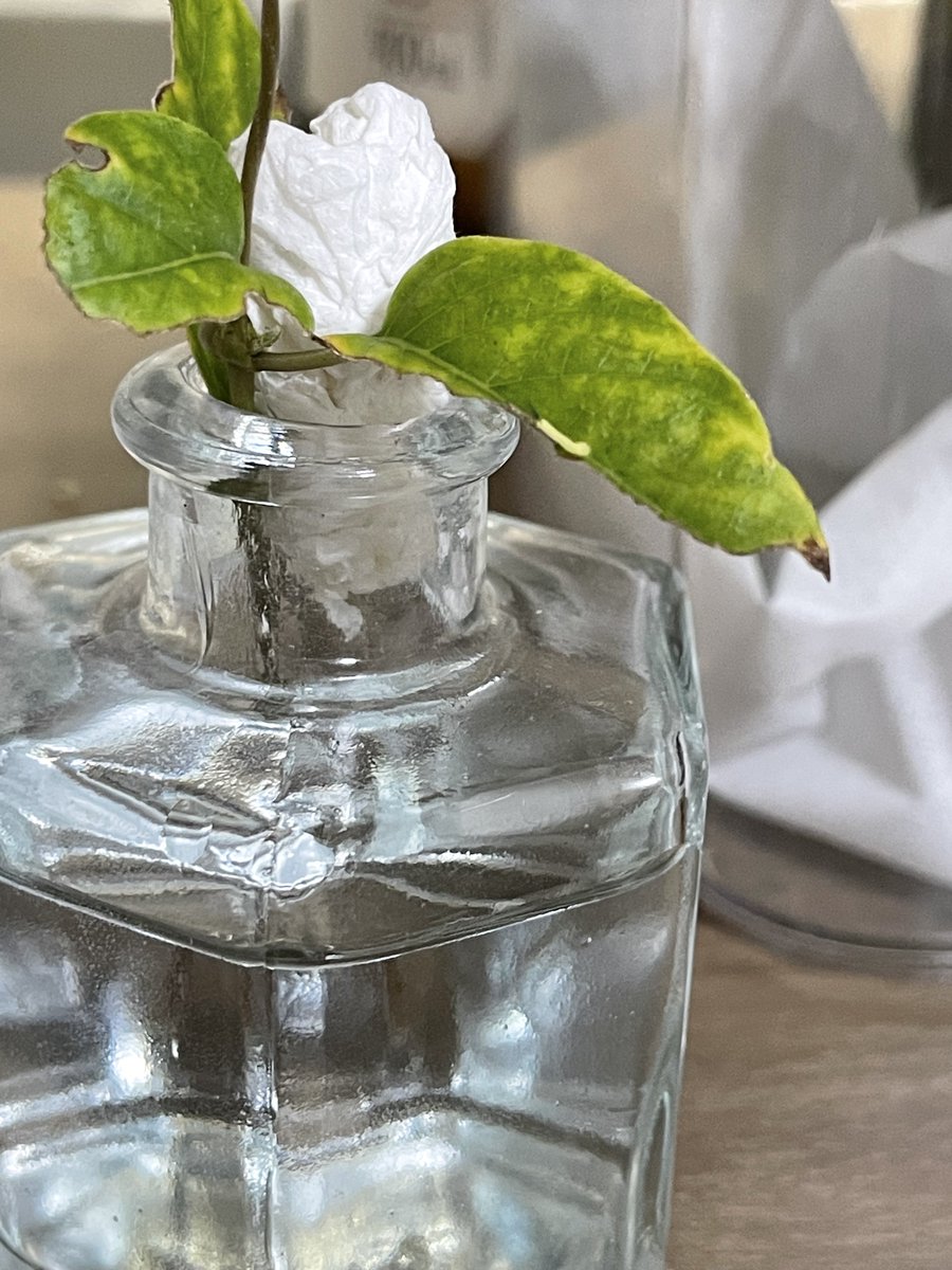 ホシイモベビー生まれたああ
今年ラストイモかな　大切に育てるね