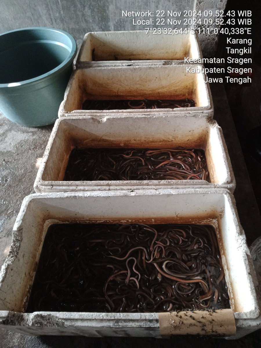 LutfiyahSp's tweet photo. Jum'at, 22/11/2024, Lutfiyah luhkan sragen, Rina Salbiah Ds. Tangkil Kec. Sragen produksi keripik belut sebanyak 8kg harga 140rb, dijual dalam bentuk kemasan 50gr, 100gr, 200gr ke toko lokal wil. Sragen
#giatluhkansatminkaltegal
#sragen
#luhlapor https://t.co/VQGgqKGNMG