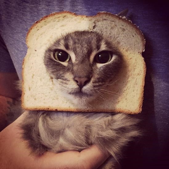 INBREDCATONSOL's tweet photo. @Ninja I'm just a cat who likes bread 🍞🫵😹🍞 https://t.co/WstKQkbFDJ