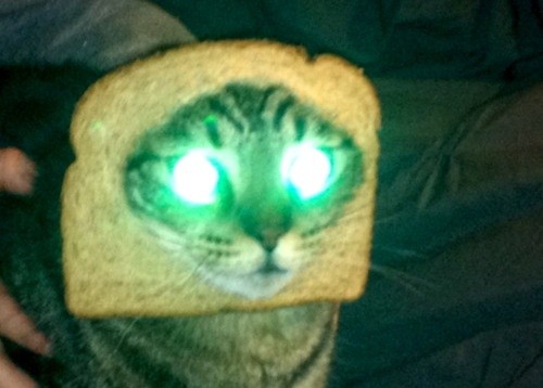 INBREDCATONSOL's tweet photo. We're gonna bread them all. No cats will go unbread.
🍞🫵😹🍞 https://t.co/kqbg5Amo05