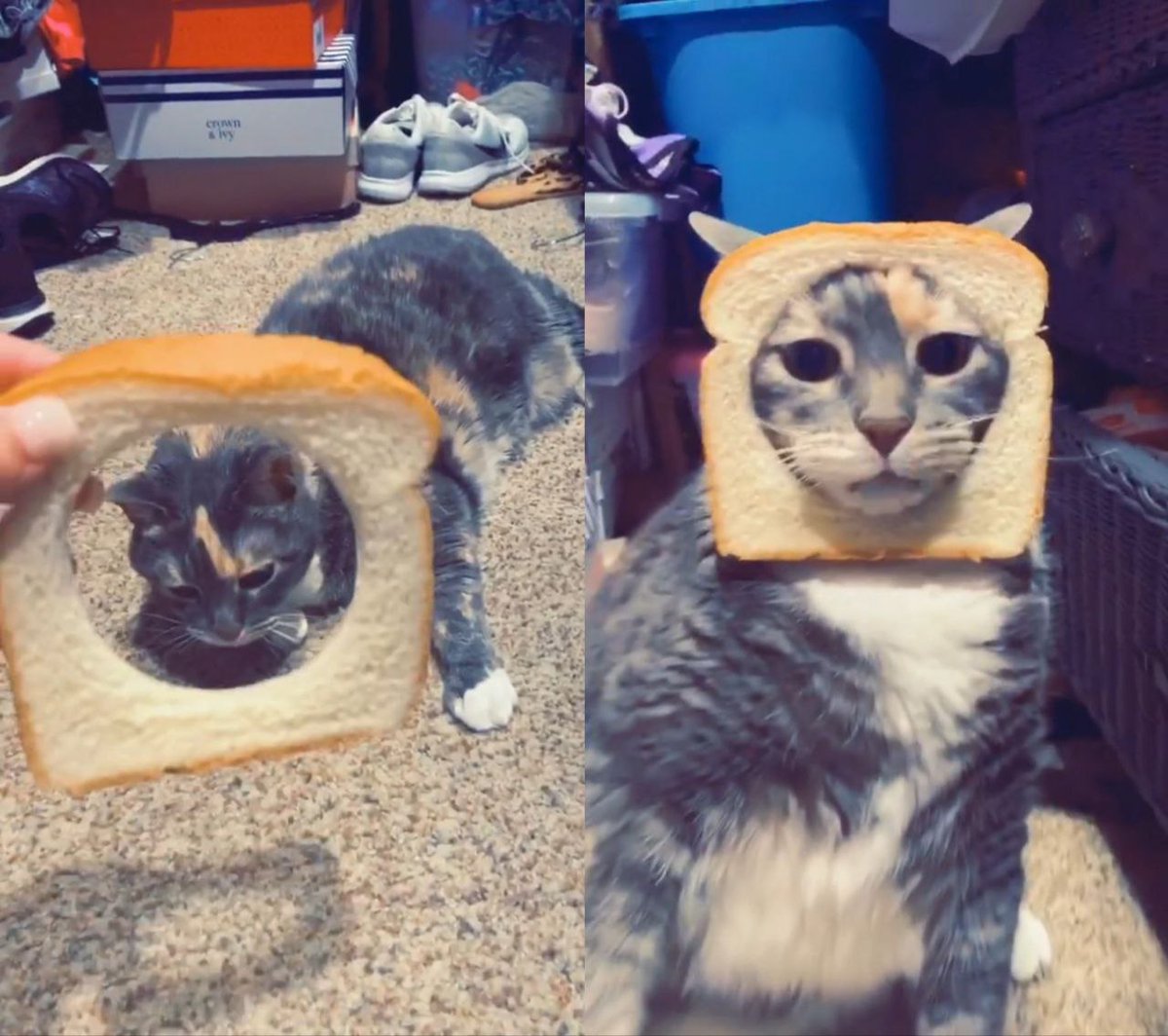 INBREDCATONSOL's tweet photo. @MrBeast wen bread the cats？ 🍞🫵😹🍞 https://t.co/5btEjGkvO5