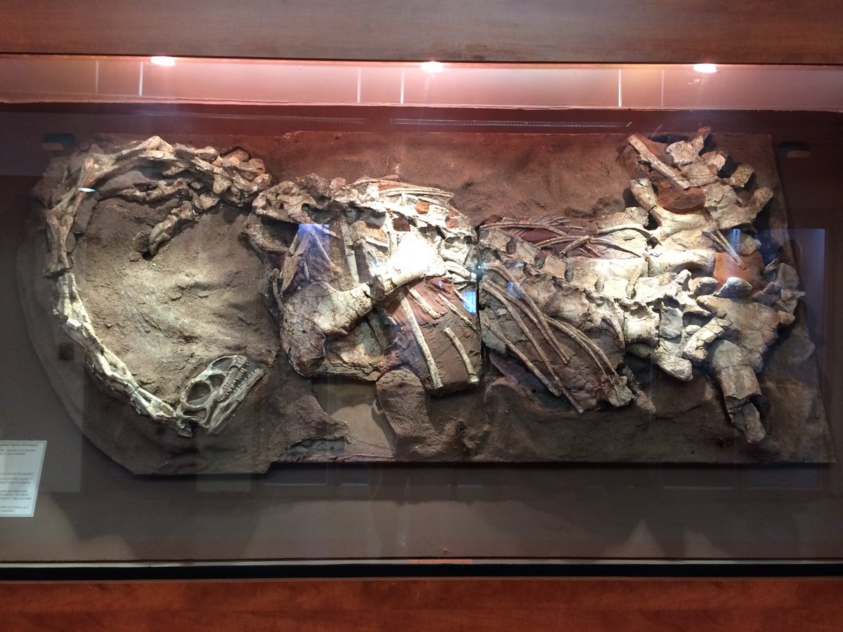 Saying hello to an old friend ⁦<a href="/ESI_FossilLab/">ESI</a>⁩ in Johannesburg - Big Momma the neotype of Massospondylus