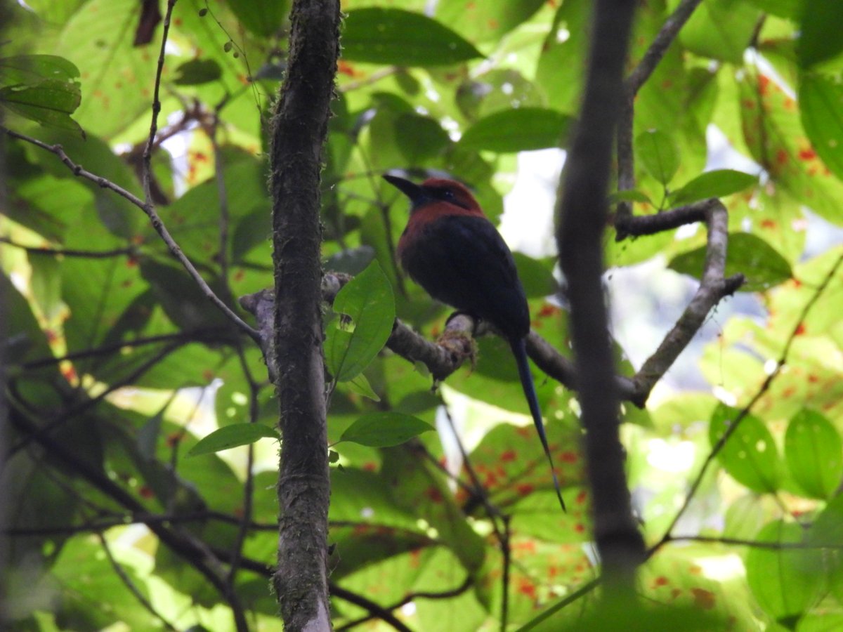 Austins.moths tweet media