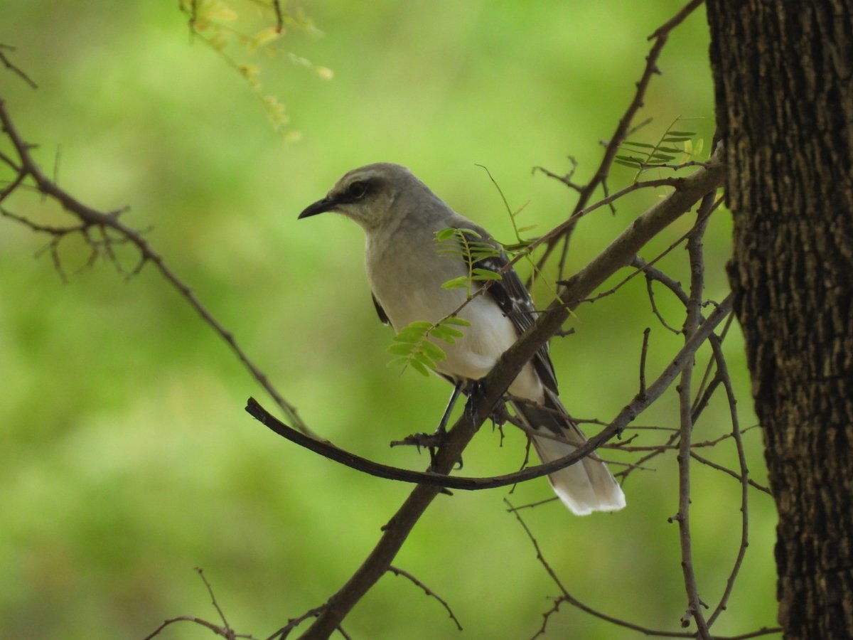 Austins.moths tweet media