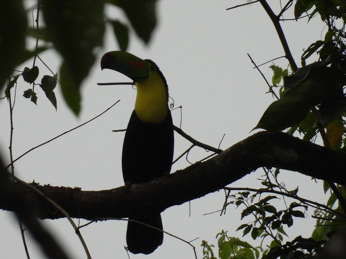 Austins.moths tweet media