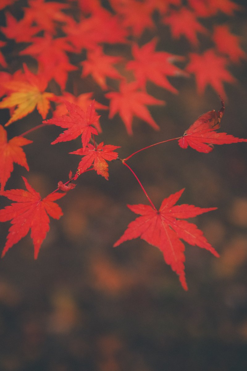 a2m5a's tweet photo. とことんボケるように設定してたからピント合わせるの大変だった！😂🍁 https://t.co/ICEFKLeOvc