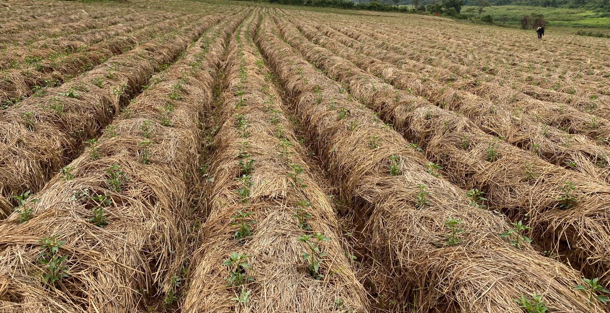 Elysee0fficial's tweet image. Soil erosion is a silent enemy of farming. Combat it with smart solutions like cover crops, Mulching, Agroforestry, Terraces, Contour farming and no-till farming.  #SoilProtection #FarmSmart