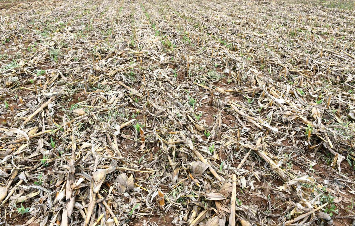 Elysee0fficial's tweet image. Soil erosion is a silent enemy of farming. Combat it with smart solutions like cover crops, Mulching, Agroforestry, Terraces, Contour farming and no-till farming.  #SoilProtection #FarmSmart