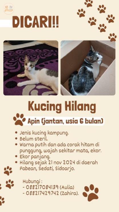 kochengfs's tweet photo. [RT, Share and like are appreciated]
DICARI KUCING HILANG DAERAH SIDOARJO
kcg! halo, kucingku hilang di daerah Pabean, Sedati, Sidoarjo sejak tgl 21. ciri2nya kaya di foto ini ya, bagi yg lihat/nemu bisa tolong hubungi kontak yg tertera. terima kasih 🙏🏻 https://t.co/KMgntdowSA