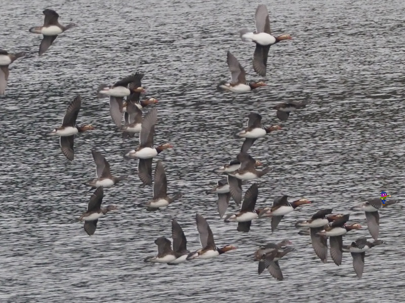 今日の狭山湖では奥の入り江でオシドリの大群(１２０羽前後)確認。他にもトモエガモも４０羽前後。ボートに驚いて堤防近くまでやって来たものの、それでも遠かった。