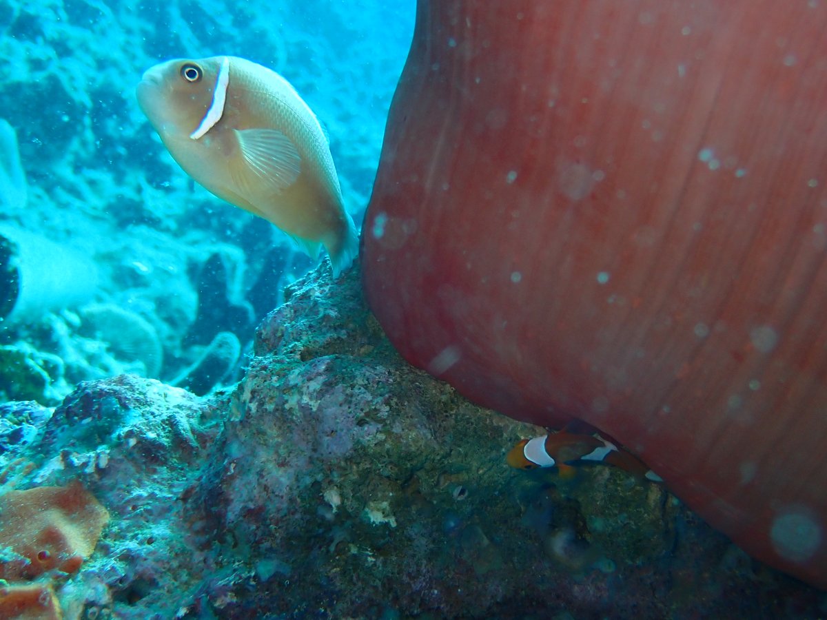 私も今年の調査中にハナビラクマノミによって追い出されかけているA. perculaのグループを発見しました（見づらいけどイソギンチャクの根元にいる）。この時点でA. perculaは1匹だけで、体はボロボロになってしまっていました。