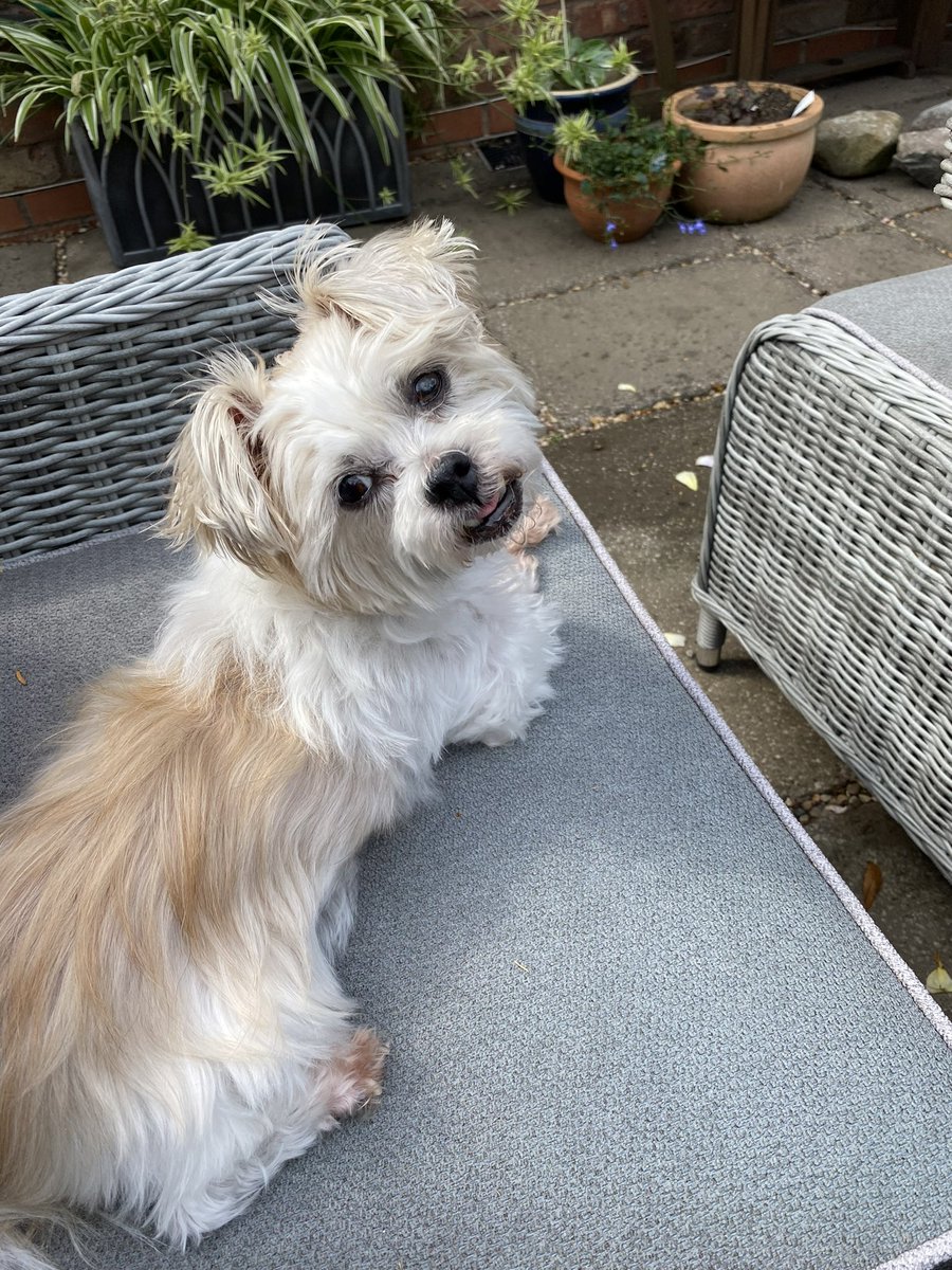 Shrewsbury Morris Dancers tweet media