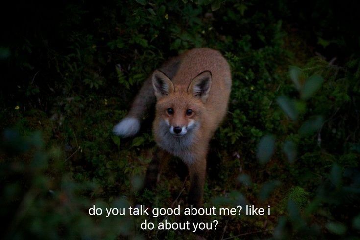 caninepoetry tweet media