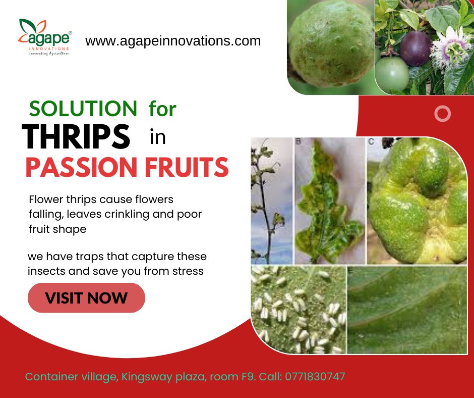 Control thrips in an efficient yet environmental friendly manner. Use our thrips traps.