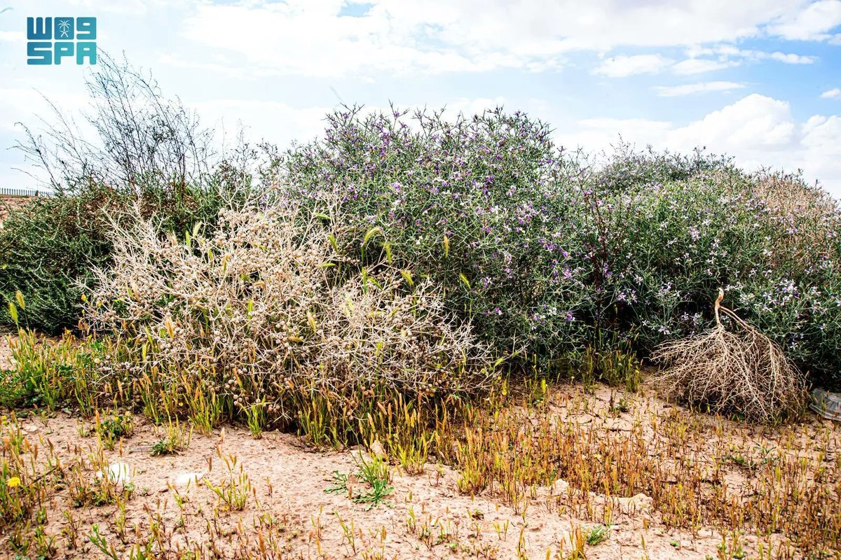 SaudiTVEN's tweet photo. Zilla, a rare plant with purple flowers, adds color to the Northern Borders and provides nectar for bees.

#ZillaPlant | #NorthernBorders | #EnvironmentalConservation https://t.co/sL30SHY0mZ