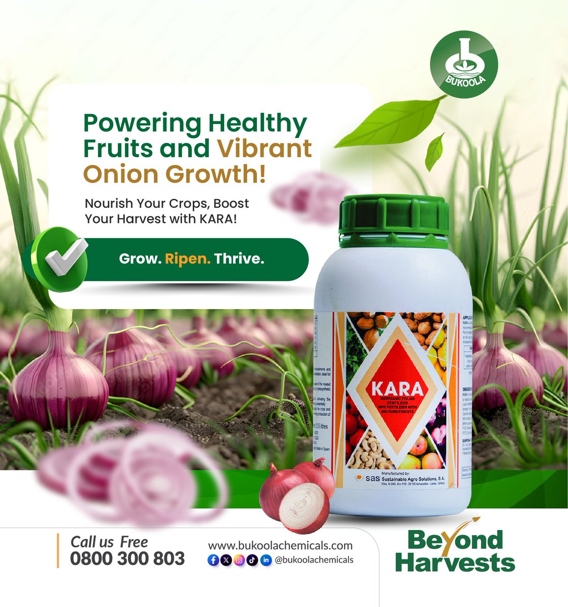BukoolaChemical's tweet photo. Bigger onions for a better flavor. KARA fuels growth and guarantees a rewarding onion harvest. Get KARA from the nearest agro inputs shop today.
#bukoolachemicals #agricinputs #KARA #growbig #bountifulharvest #GrowWithKARA https://t.co/62RTyRbCeV