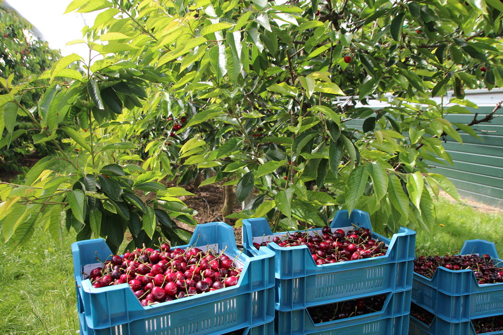 Minder dan de helft van de kersentelers leeft volgens NVWA de toepassingsvoorwaarden van vrijgestelde gewasbeschermingsmiddelen Tracer en Exirel na, zo blijkt uit controles in 2024
defruitteeltkrant.nl/meer-dan-helft…
#suzukifruitvlieg #Suzukii #Tracer #Exirel #NVWA #vrijstelling #kersenteelt