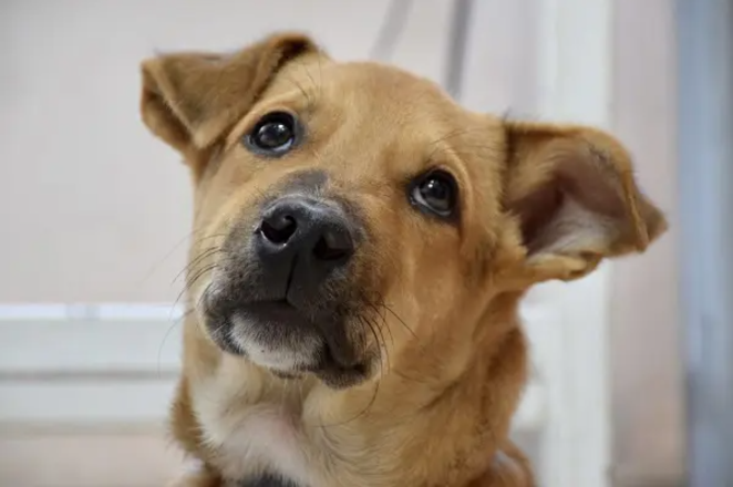 Dog_express's tweet photo. Questions and Answers About Dogs🐾👇

https://t.co/onmMsf8Uzi

#Dogexpress #Celebratingdoglove #Doglovers #Dogowners #lovemydog #doglove #doglife🐾 #InnocentEyes #PuppyVibes #dogquestion #dogfaqs #dogsofinsta #doghealthtips #puppyvibes #dogpoop #dogsofinsta #dogsofinstagram https://t.co/GqnZJijK5k