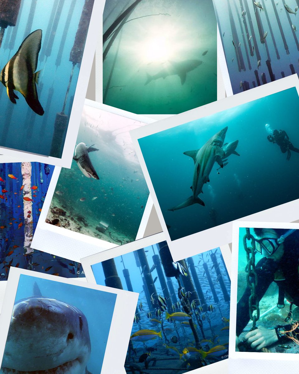 SharkSafe Barrier Pty Ltd tweet media