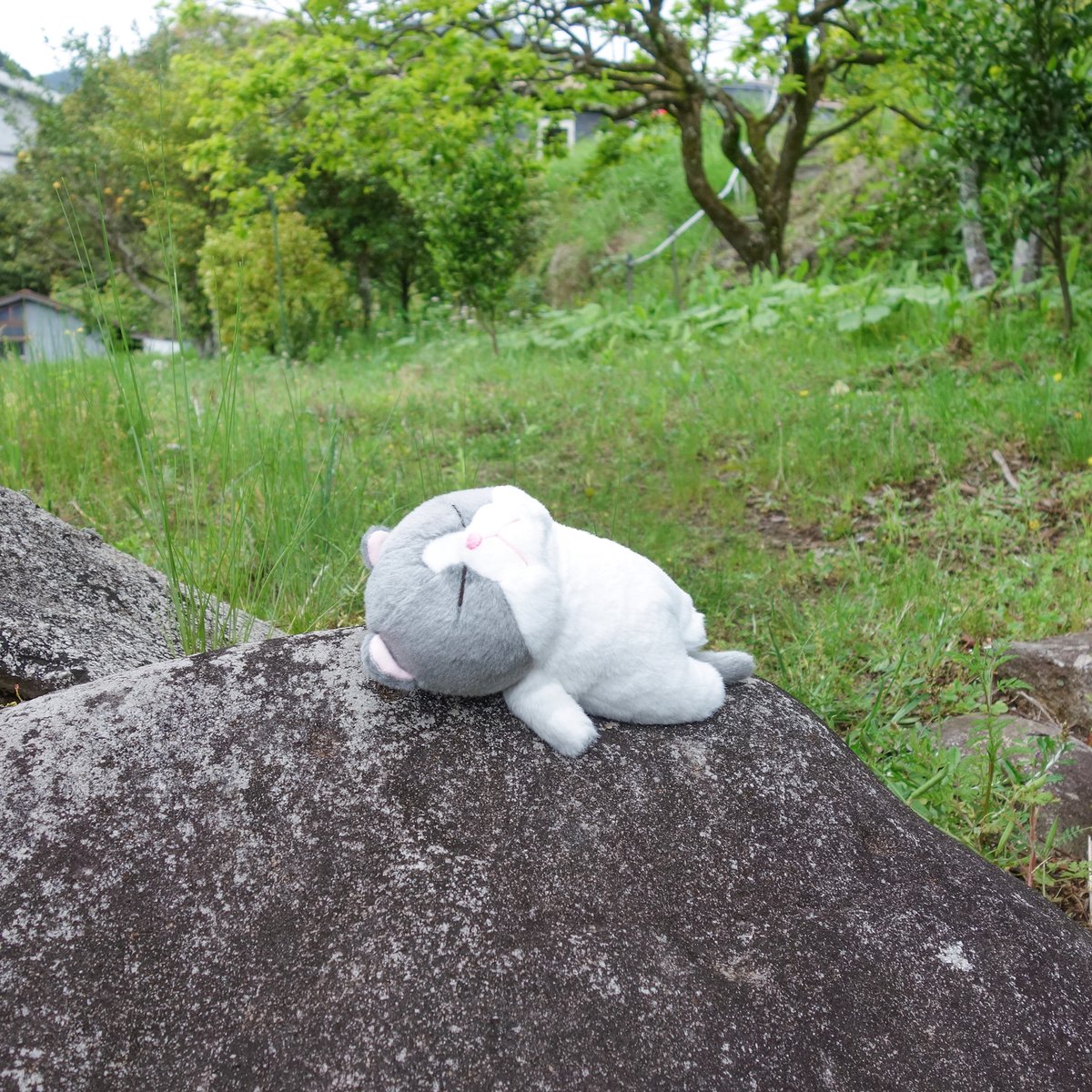 naito_design's tweet image. すや…💤

#ぼうみたいなねこ