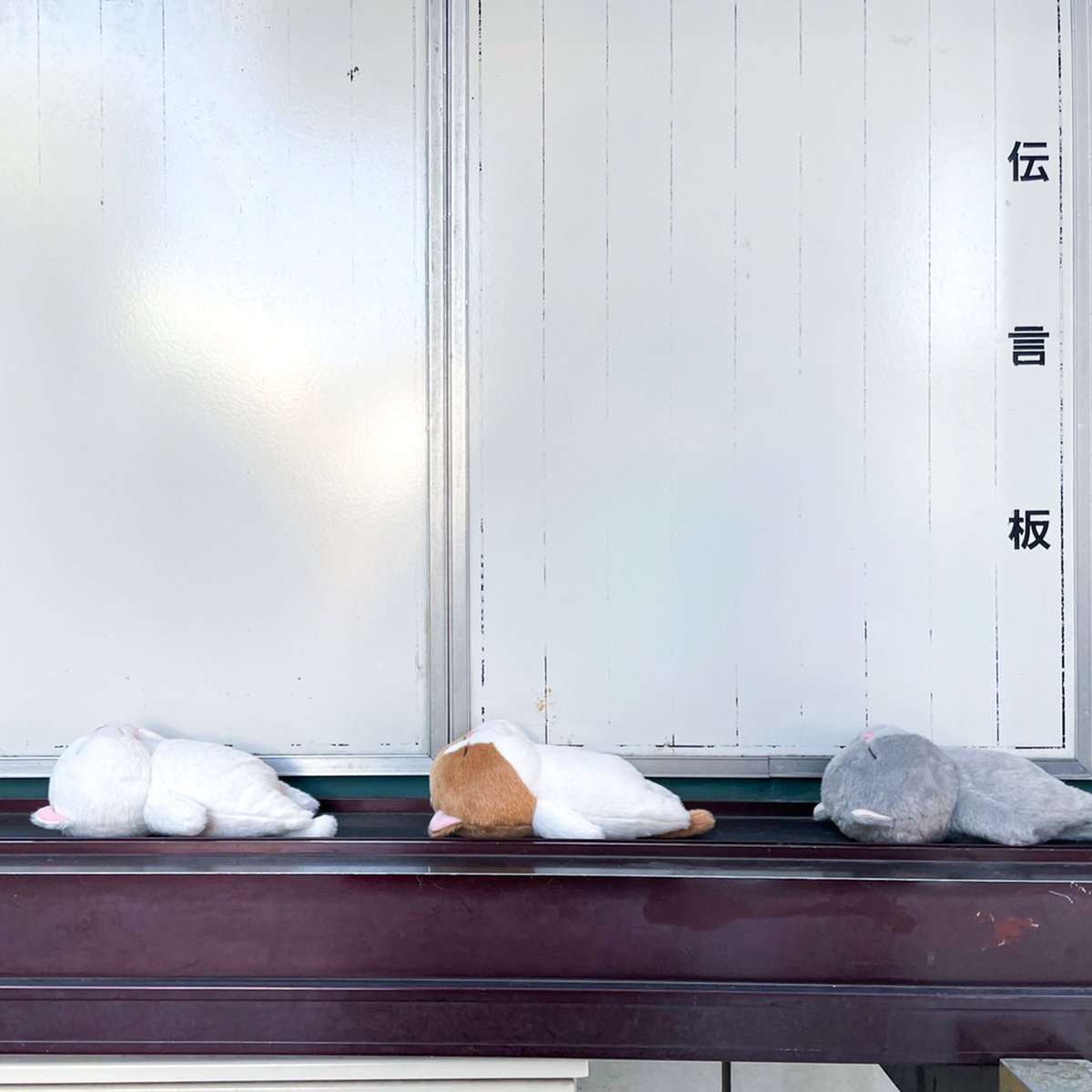 naito_design's tweet image. すや…💤

#ぼうみたいなねこ