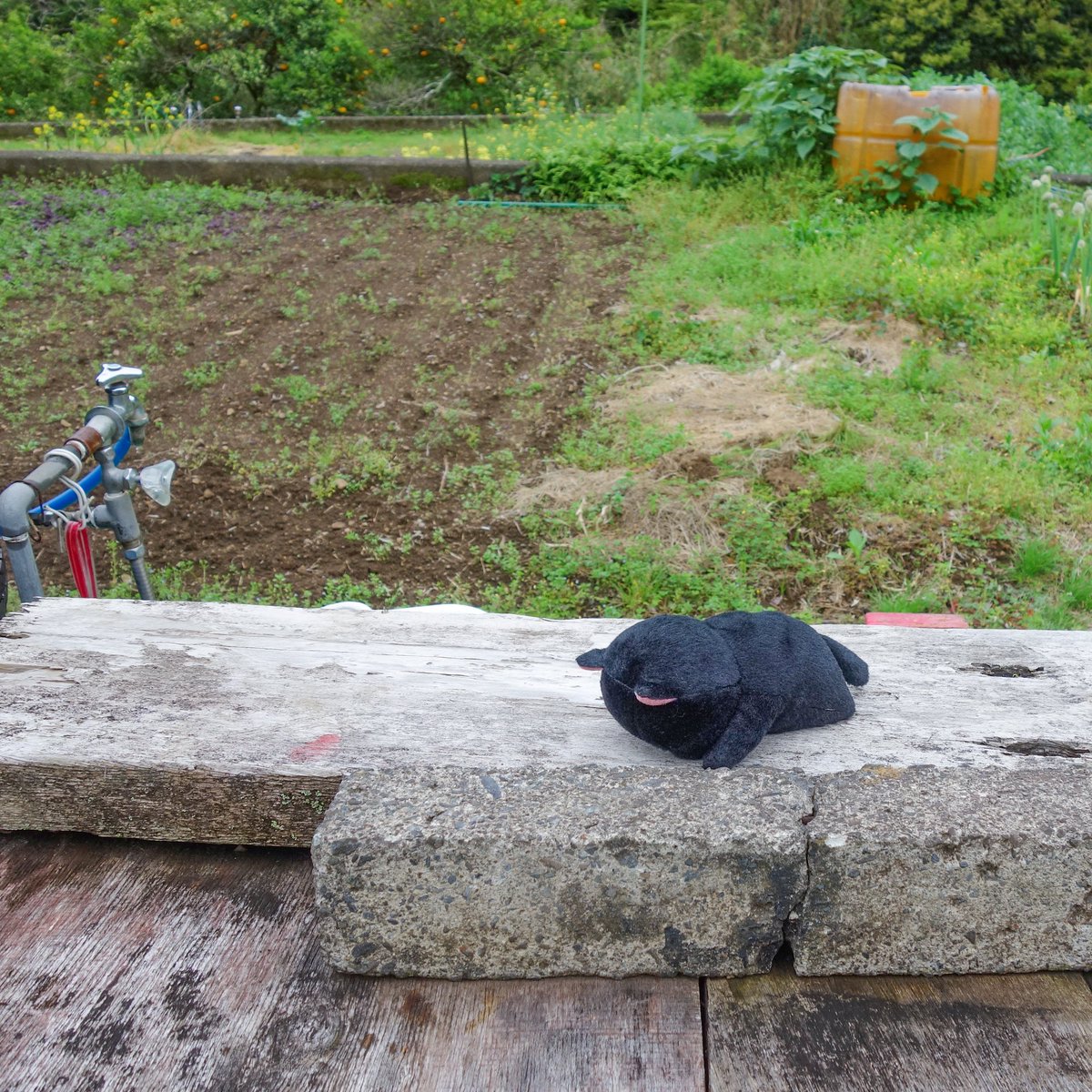 naito_design's tweet image. すや…💤

#ぼうみたいなねこ