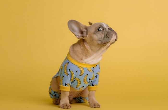 CustomPrecious's tweet image. Dog Side Eye: What It Means and Why It Matters?
customprecious.com/blog/dog-side-…
The dog side eye is a form of communication that should be interpreted in context. It can signal a range of emotions, from curiosity to intense anxiety.
#dogbehavior #dogcommunication #understandingdogs