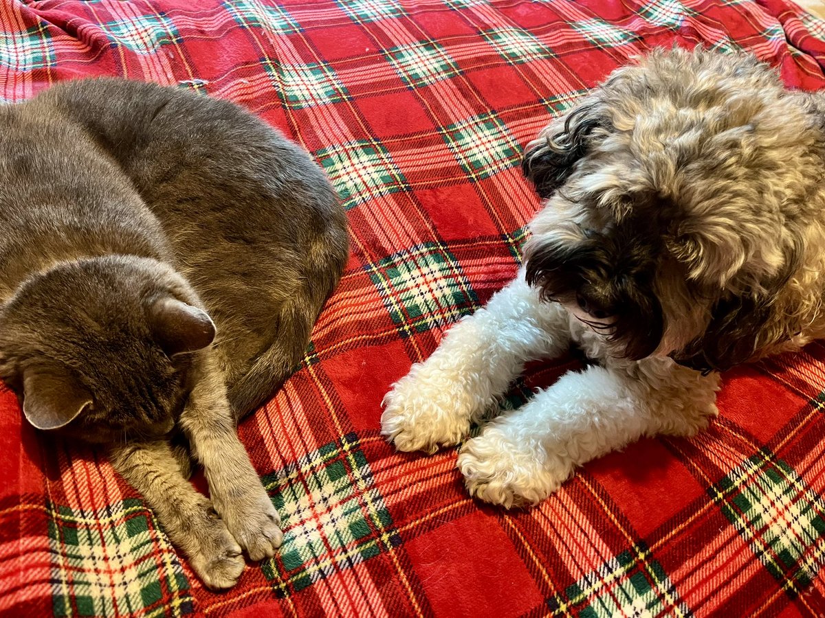 Friends! The Kittens are all absolutely fine! Their operations went well and they weren’t even sleepy when they got home. We’ll share footage tomorrow.
For now, it has been pointed out to us by a Dear Friend that today is #NationalEricDay and we think our Eric (Baby Dog) is the