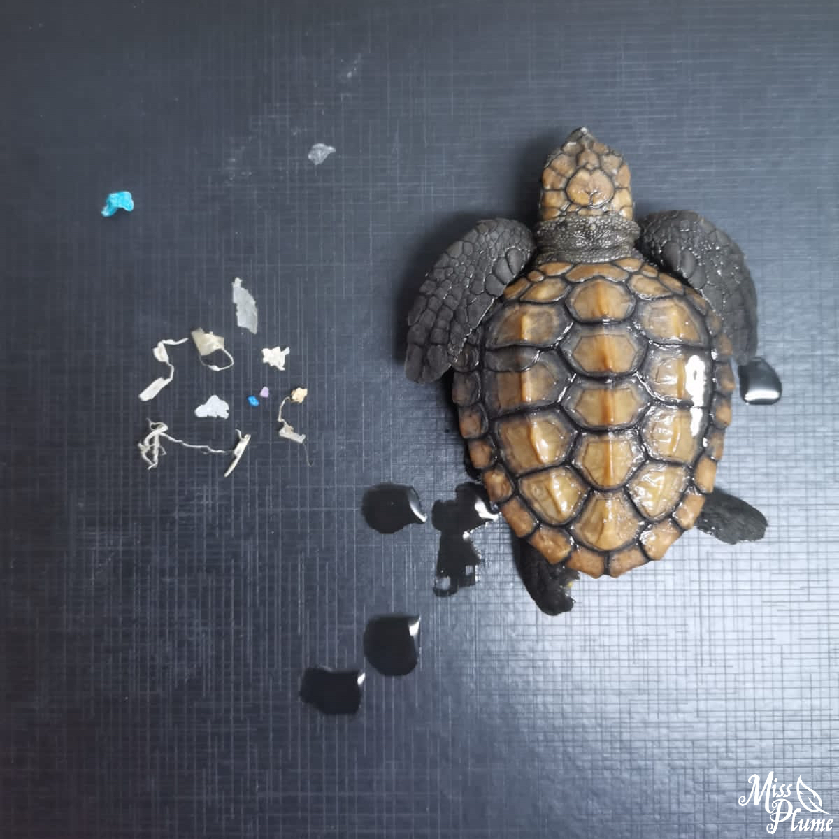 Miss Plume 🪶 (@leplumeux) on Twitter photo #pasunpioupiou
La plupart des jeunes tortues marines qu'on reçoit en #rehab chez nous arrivent avec des tas de bouts de plastique dans le ventre. Beaucoup meurent d'obstruction intestinale. Tous ces morceaux étaient dans cette petite tortue d'à peine quelques semaines 😖 #pasunpioupiou
La plupart des jeunes tortues marines qu'on reçoit en #rehab chez nous arrivent avec des tas de bouts de plastique dans le ventre. Beaucoup meurent d'obstruction intestinale. Tous ces morceaux étaient dans cette petite tortue d'à peine quelques semaines 😖