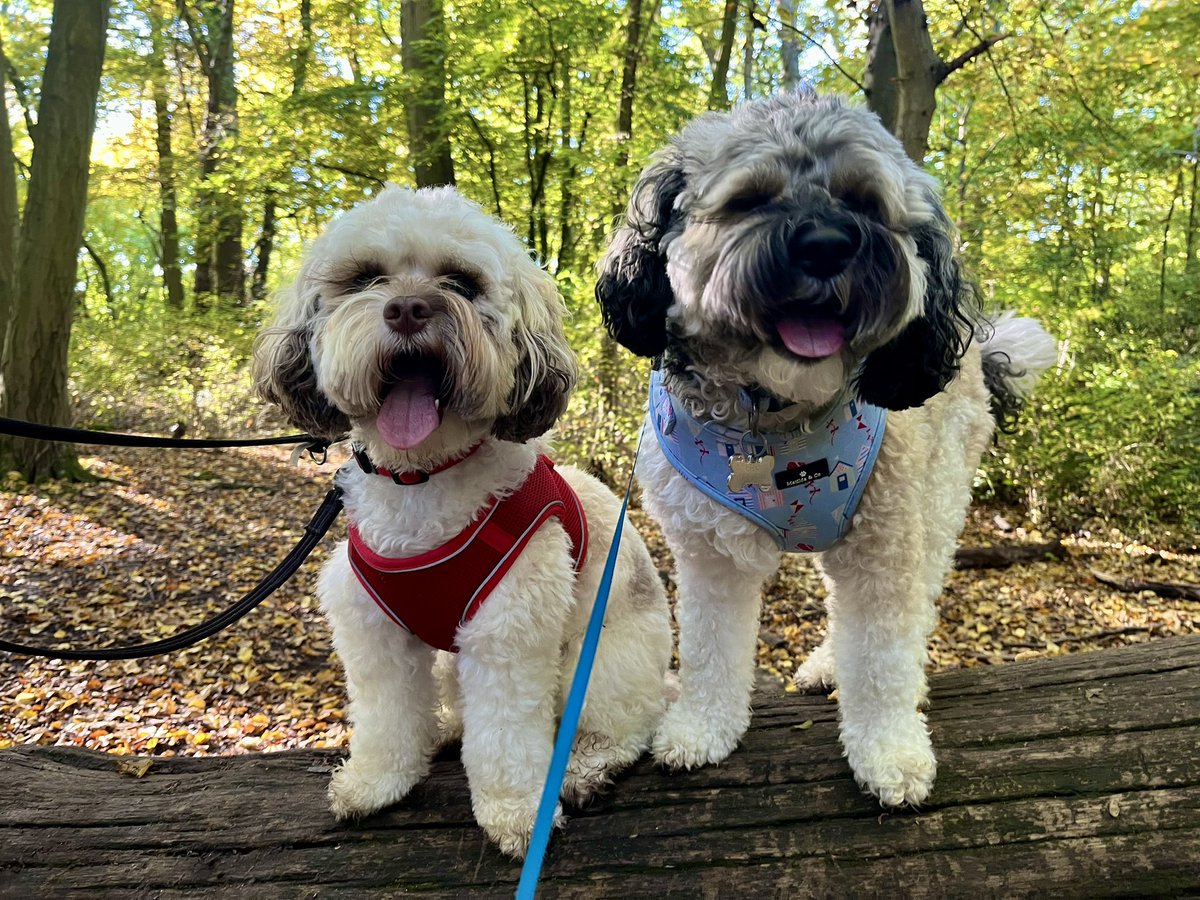 Malcolm_theCat's tweet image. Here’s another favourite recent photo of our Eric with his little brother Albie ❤️❤️❤️