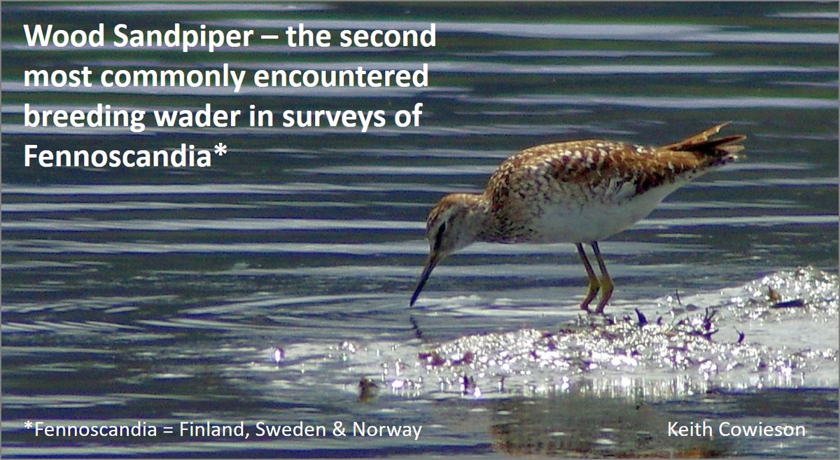 Graham Appleton (@grahamfappleton) on Twitter photo Fennoscandia ๐ณ๐ด๐ธ๐ช๐ซ๐ฎ is a 'wader factory'.
Blog from 26 Nov 2017 summarises the fortunes of 14 breeding species.
Golden Plover was the most commonly encountered, with Wood Sandpiper second.
wadertales.wordpress.com/2019/11/26/fenโฆ
Paper in <a href="/WaderStudy/">Wader Study</a>
#ornithology Fennoscandia ๐ณ๐ด๐ธ๐ช๐ซ๐ฎ is a 'wader factory'.
Blog from 26 Nov 2017 summarises the fortunes of 14 breeding species.
Golden Plover was the most commonly encountered, with Wood Sandpiper second.
wadertales.wordpress.com/2019/11/26/fenโฆ
Paper in <a href="/WaderStudy/">Wader Study</a>
#ornithology